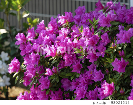 ツツジの花の生け垣 ツツジの花の生け垣 92021512