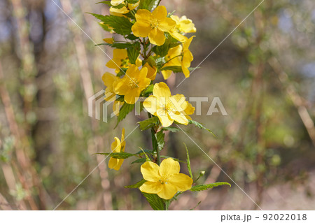 ヤマブキ 92022018