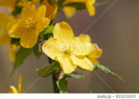 ヤマブキ ヤマブキ 92022020