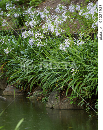 小川沿いに咲くアガパンサス 92022988