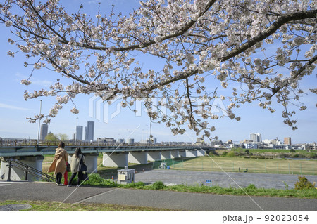 多摩川左岸　満開の桜並木とガス橋緑地　東京都大田区 92023054