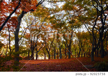 秋深く紅葉は終焉を迎え、雑木林は訪れる人もなく 92023738