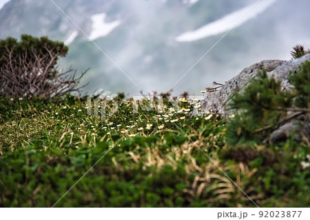 室堂平（チングルマ　高山植物　雄山　小さな花） 92023877