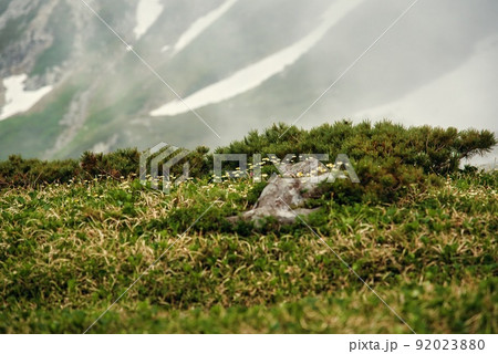 室堂平（チングルマ　ハイマツ　高山植物） 92023880