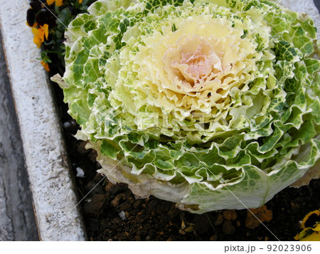 【チャッピ様御確認用】キャベツみたいな子 花壇に咲くキャベツみたいな「アレ」の正体 - 山と溪谷オンライン