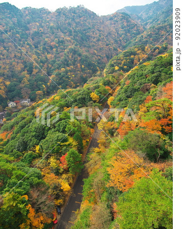 御在所岳ロープウェイから紅葉に包まれた鈴鹿スカイラインを望む 92023909