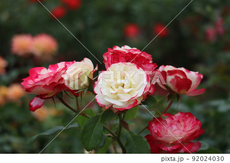 満開のジュビレデュプリンスドゥモナコというバラの花が咲き緑の葉の枝のある風景 92024030