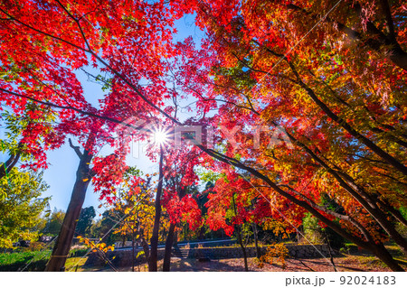 万博公園 モミジバフウの紅葉 万博公園 モミジバフウの紅葉 92024183