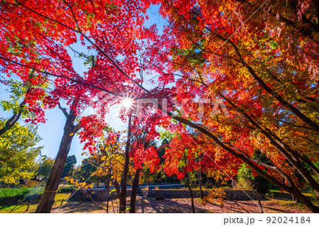 万博公園 モミジバフウの紅葉 万博公園 モミジバフウの紅葉 92024184