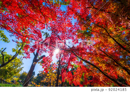 万博公園 モミジバフウの紅葉 万博公園 モミジバフウの紅葉 92024185