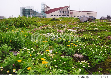 室堂平（チングルマ　小さな花　黄色の花　ホテル立山） 92024253