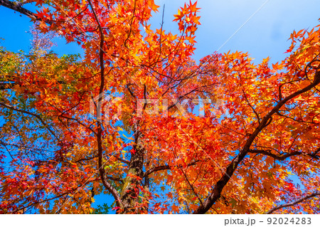 万博公園 モミジバフウの紅葉 92024283
