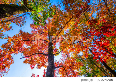 万博公園 モミジバフウの紅葉 92024286