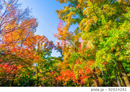 万博公園 モミジバフウの紅葉 92024291