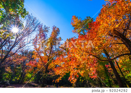 万博公園 モミジバフウの紅葉 92024292