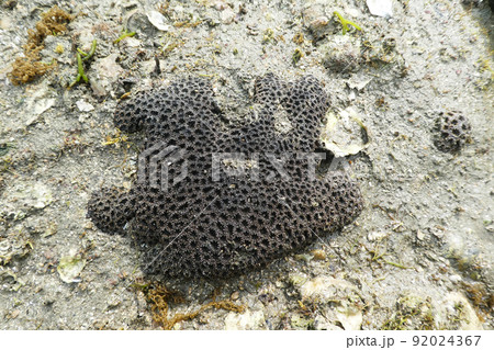 最も身近な浅瀬に住む造礁サンゴ、キクメイシモドキの化石の写真素材