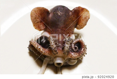 ディズニーのダンボのようにミミが大きい！可愛いミミイカの塩ゆで 92024920