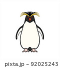 凛々しくかわいいイワトビペンギン　Rockhopper 92025243