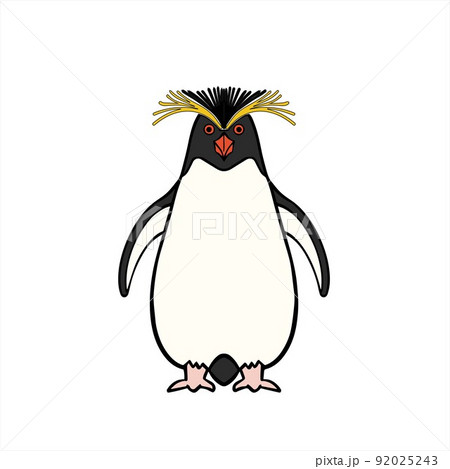 凛々しくかわいいイワトビペンギン Rockhopperのイラスト素材
