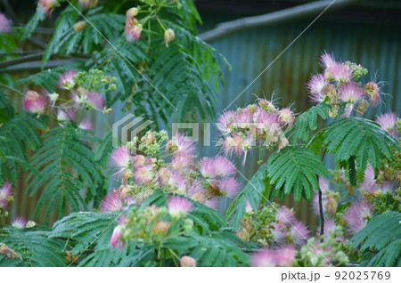合歓の花 92025769