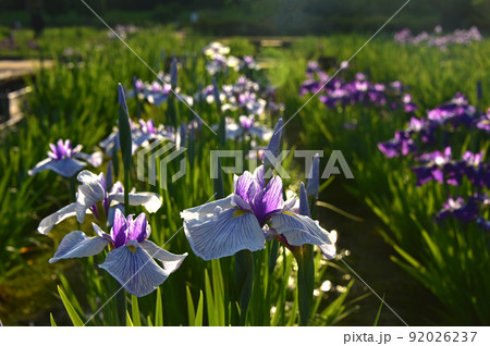 菖蒲の花 92026237