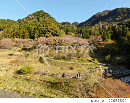 両子山の森の中腹に建つ両子寺周囲の桜並木 両子山の森の中腹に建つ両子寺周囲の桜並木 92026392