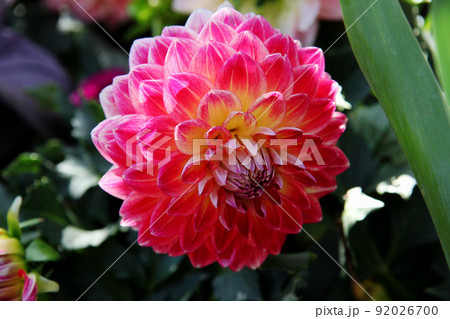 ダリアの花 ダリアの花 92026700