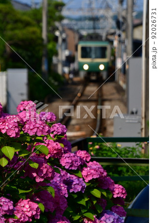 江ノ電と紫陽花 92026731