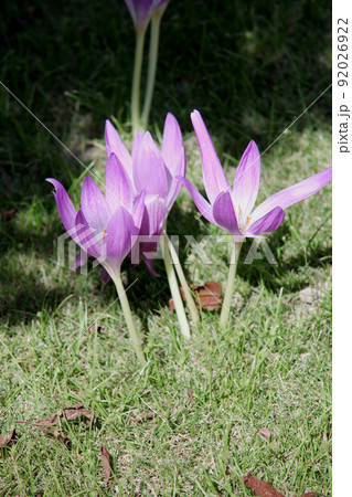 コルチカム 92026922