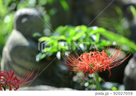 情熱の花 情熱の花 92027059