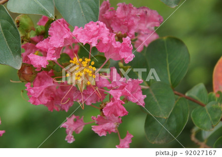 サルスベリ サルスベリ 92027167