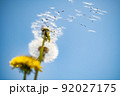 タンポポ綿毛の旅立ち 92027175
