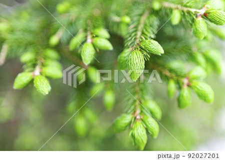 もみの木の新芽 もみの木の新芽 92027201
