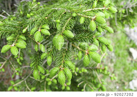 もみの木の新芽の写真素材 [92027202] - PIXTA