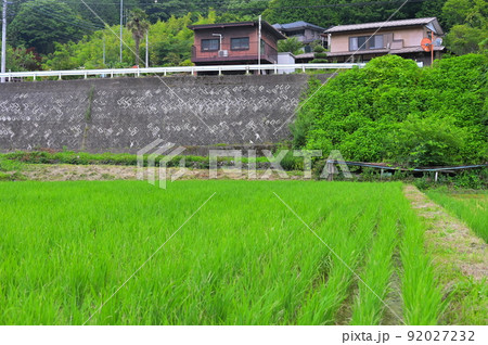 田んぼと塀 田んぼと塀 92027232