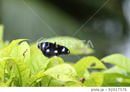 生き物 昆虫 リュウキュウムラサキ、大型で美しい。黒い色に白斑が三対。白斑の周りに藍色がさします 生き物 昆虫 リュウキュウムラサキ、大型で美しい。黒い色に白斑が三対。白斑の周りに藍色がさします 92027576