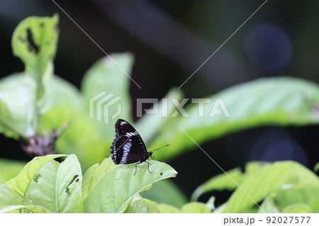 生き物 昆虫 リュウキュウムラサキ、六月の石垣島。翅裏の模様がずいぶんはっきりしたオスタイプ 生き物 昆虫 リュウキュウムラサキ、六月の石垣島。翅裏の模様がずいぶんはっきりしたオスタイプ 92027577