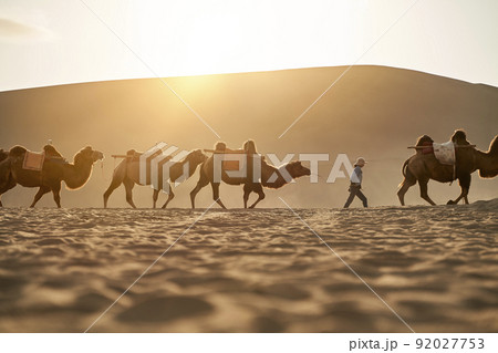 caravan of camels walking in desert at sunset with huge sand dune in background 92027753