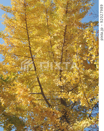 神功皇后陵（五社神古墳）のイチョウの黄葉 92027989