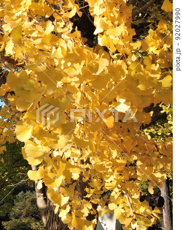 神功皇后陵（五社神古墳）のイチョウの黄葉 92027990