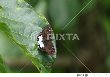 生き物　昆虫　コウトウシロシタセセリ、石垣島と西表島でほぼ通年見られます。樹冠部にいる事が多い様です 92028027