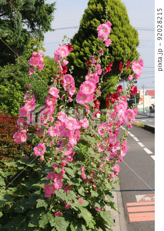 初夏の日本の道路沿いの庭に咲くタチアオイのピンクや赤の花 初夏の日本の道路沿いの庭に咲くタチアオイのピンクや赤の花 92028215