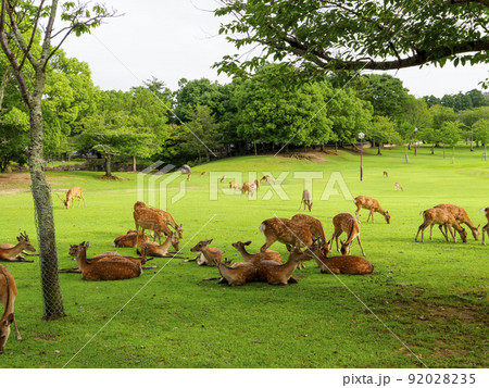 奈良公園春日野園地の鹿の群れ 92028235