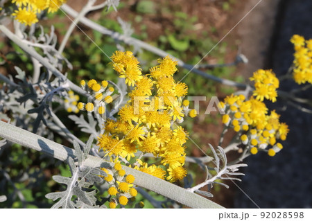 初夏の日本の庭に咲く黄色いイソギクの花 92028598