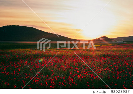 A field of blooming wild poppies in summer in the Crimea at sunset. Front view. 92028987