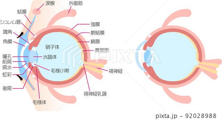 眼球断面図 眼球断面図 92028988