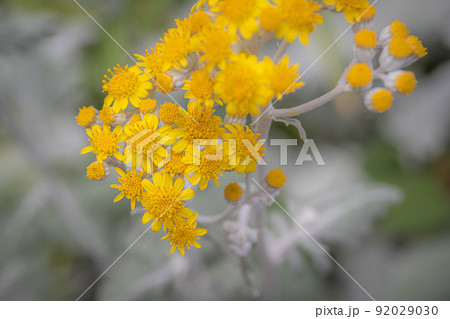 満開のシロタエギクの花 満開のシロタエギクの花 92029030