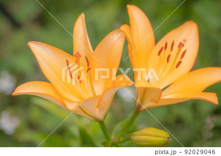 満開のオレンジリリー 92029046