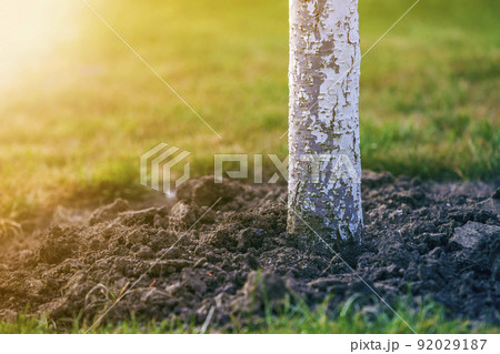 Whitewashed bark of tree growing in sunny orchard garden on blurred green copy space background. 92029187