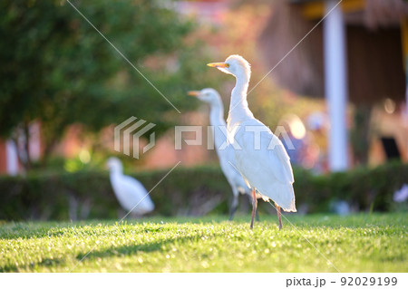 White cattle egret wild bird, also known as Bubulcus ibis, walking on green lawn at hotel yard in summer 92029199